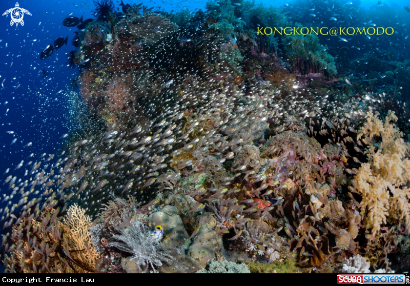 A Reef