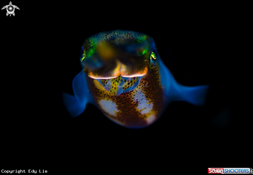 A cuttlefish