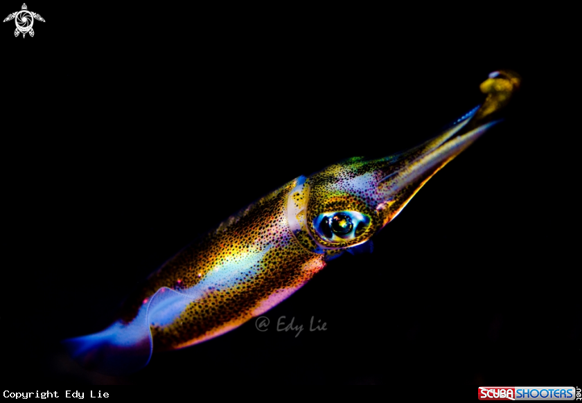 A cuttlefish