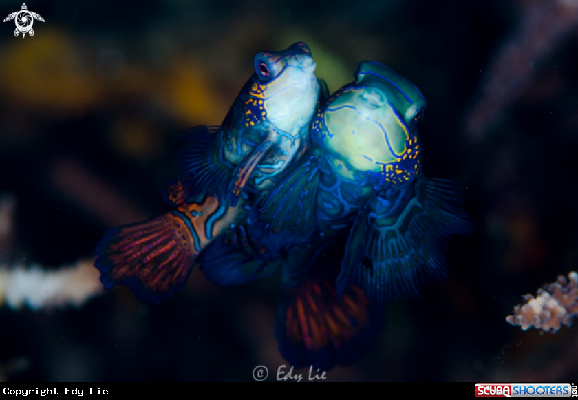 A Mandarin Fish 