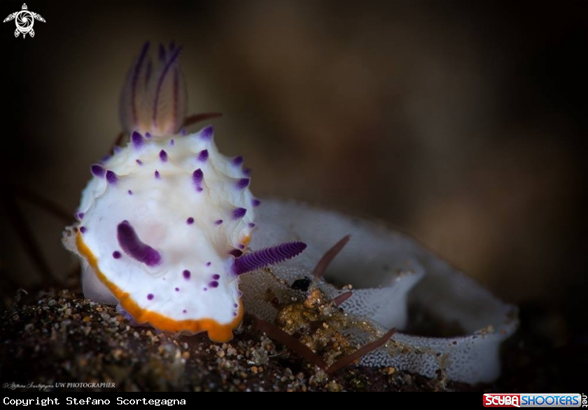 A Mexichromis multituberculata 