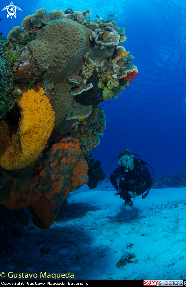 A Arrecife de Cozumel