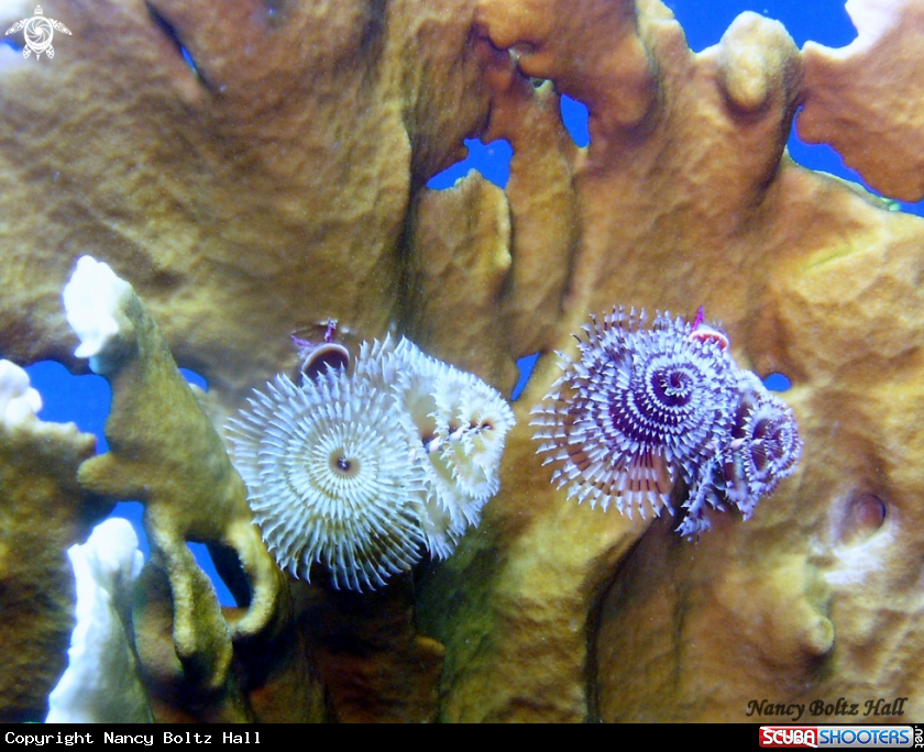A Christmas tree worms on fire coral 