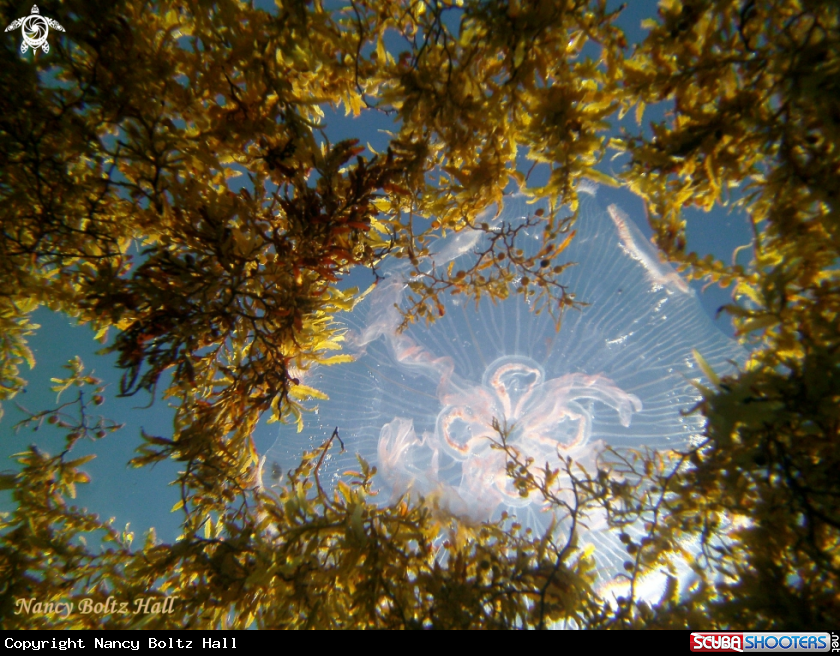 A moon jelly