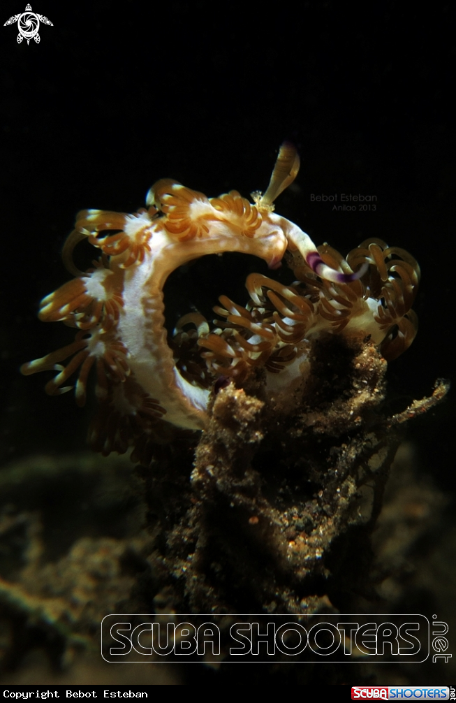 A Dragon Nudi