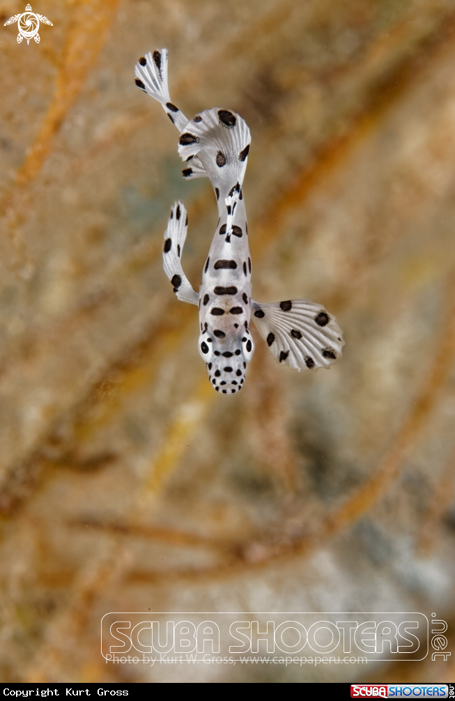 A Baramundi
