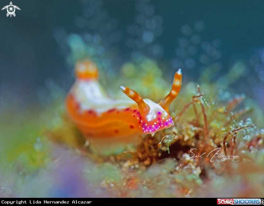 A Nudibranch