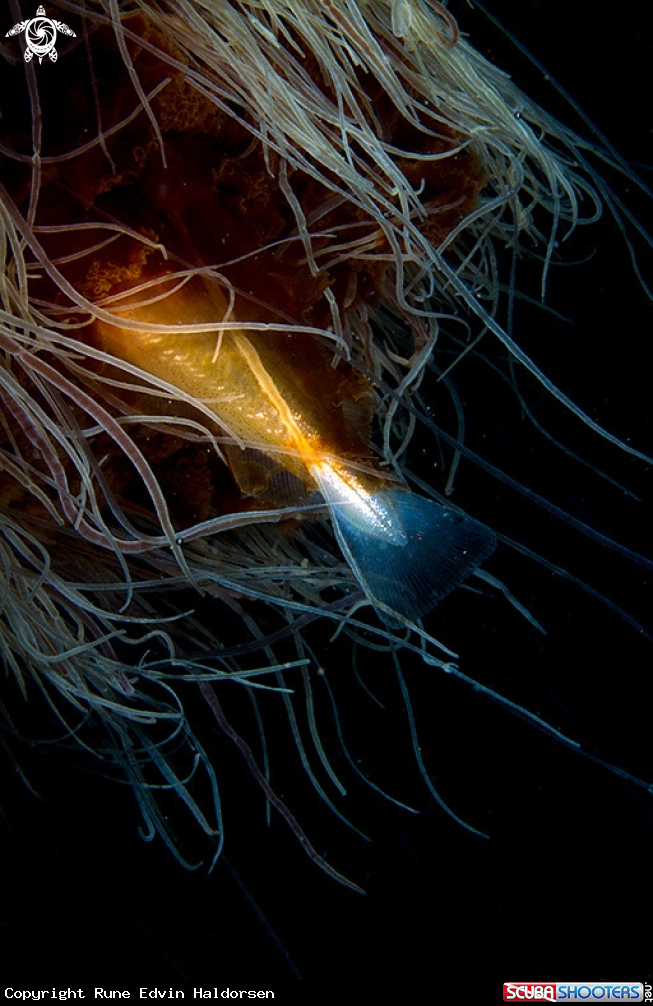 A Whitting