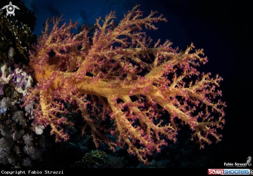 A Reef 