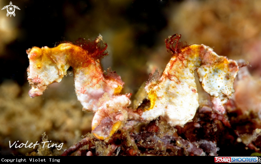 A Pontohi Pygmy Seahorse