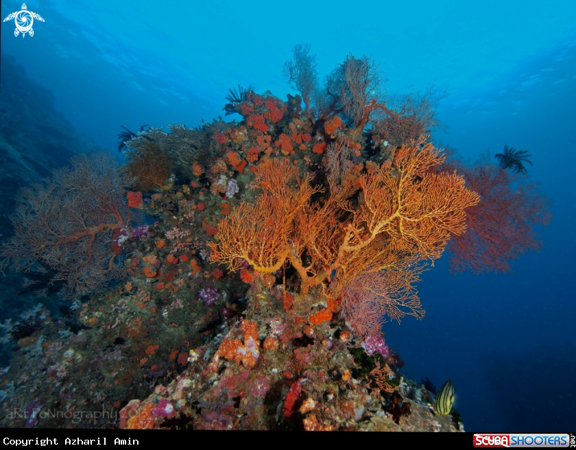 A Corals