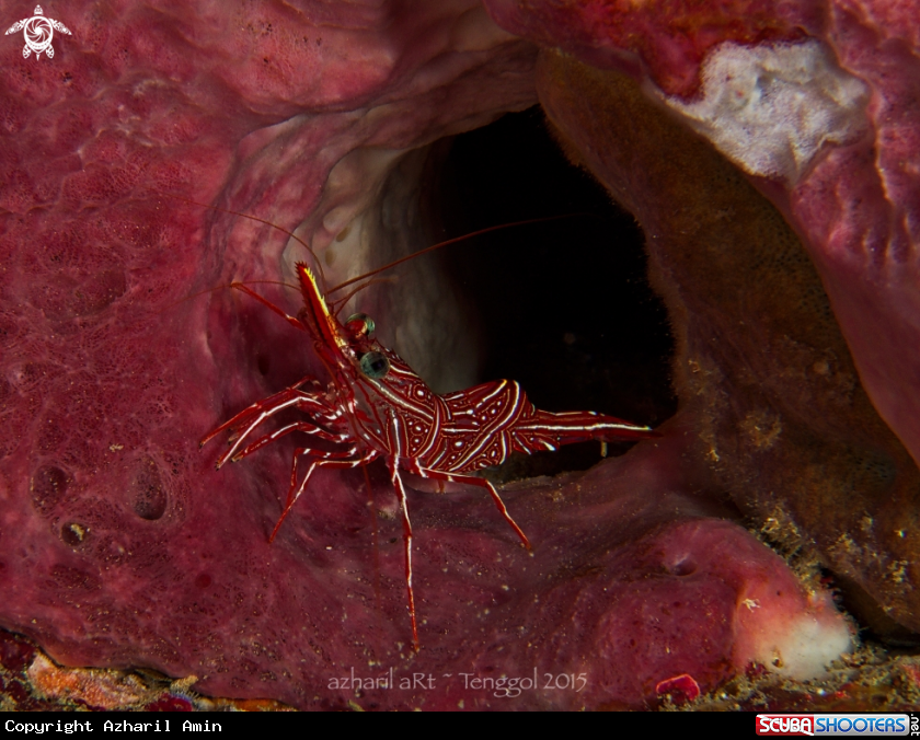 A Durban Shrimp
