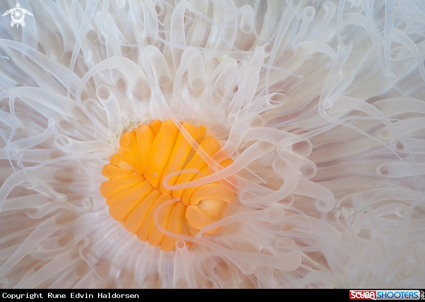 A Anemone