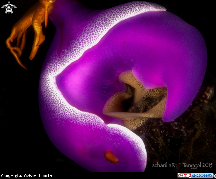 A hypselodoris bullocki