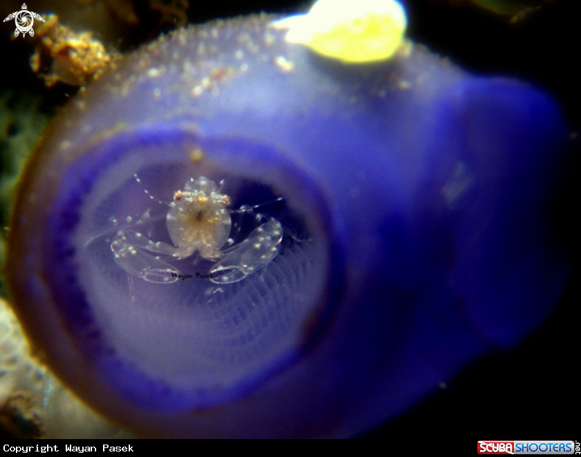 A Tunicate shrimp