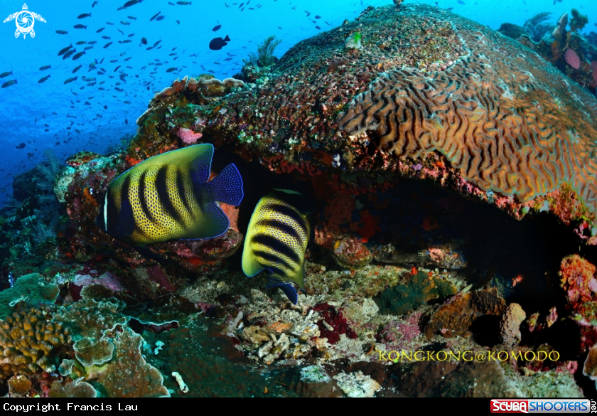 A Anglefish