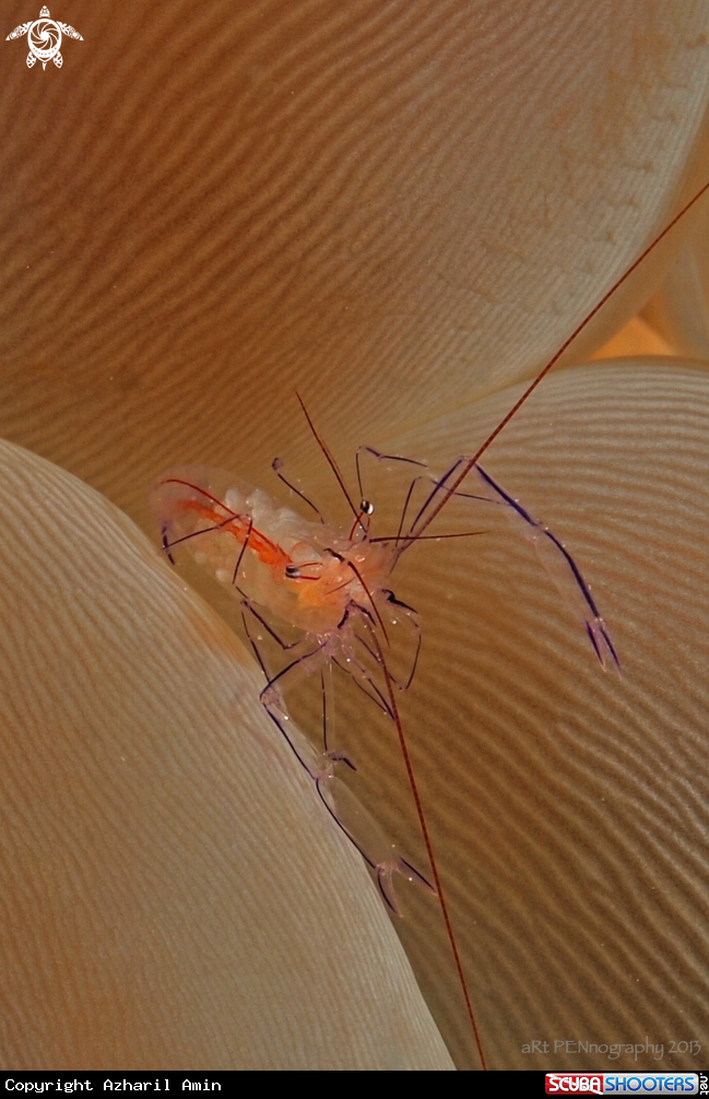 A Anemone shrimp