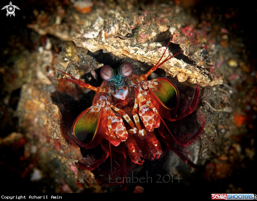 A Mantis Shrimp
