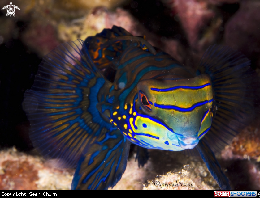 A Mandarin Fish