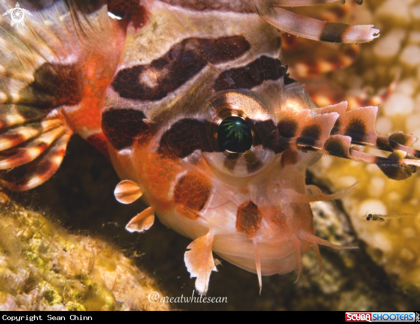 A Lionfish and Krill