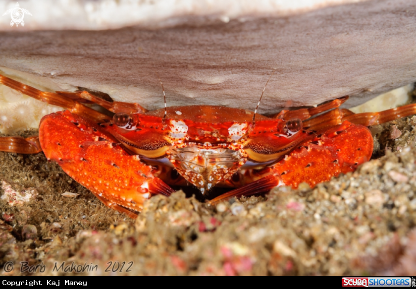 A Sleepy Sponge Crab