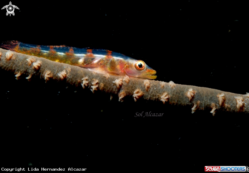A underwater creature