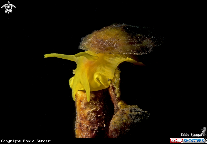 A Tylodina Perversa
