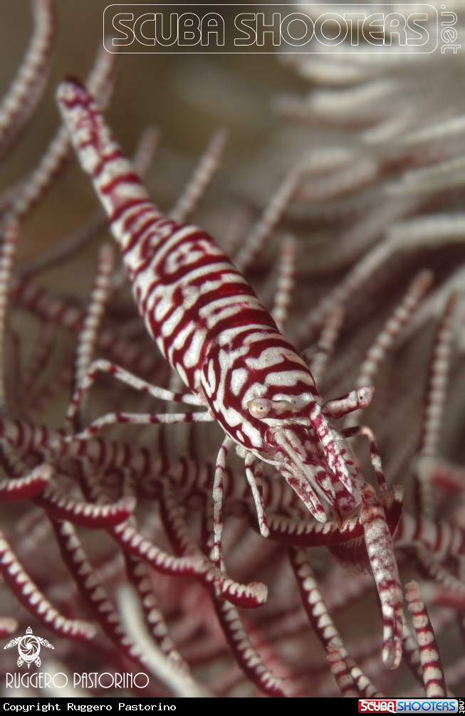 A Crinoid shrimp