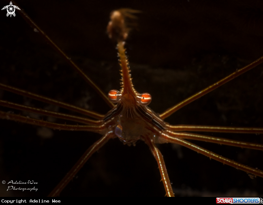 A Arrowhead crab