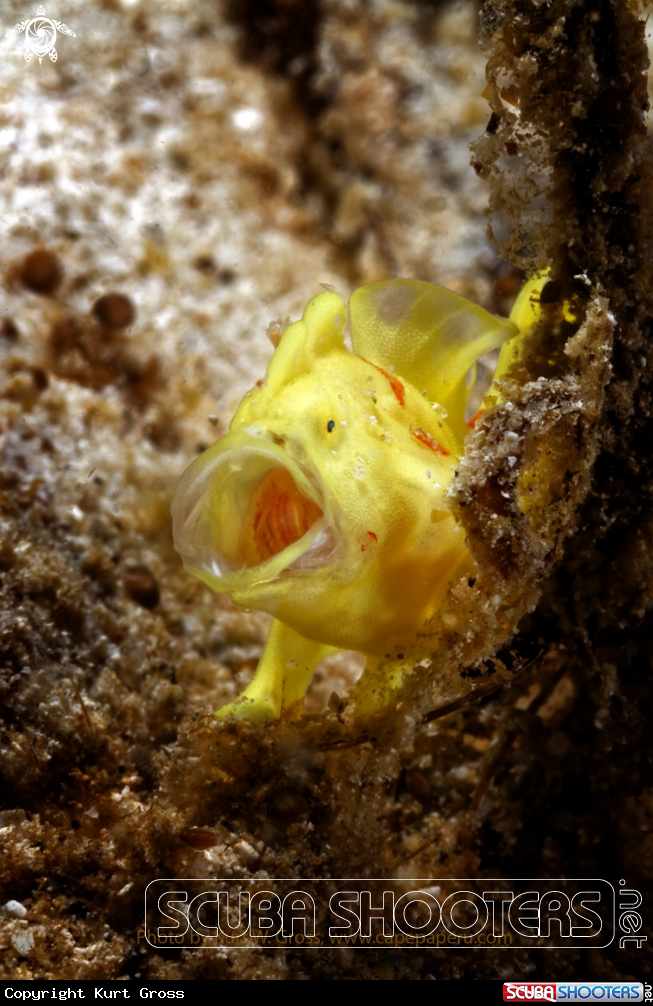 A Frogg fish