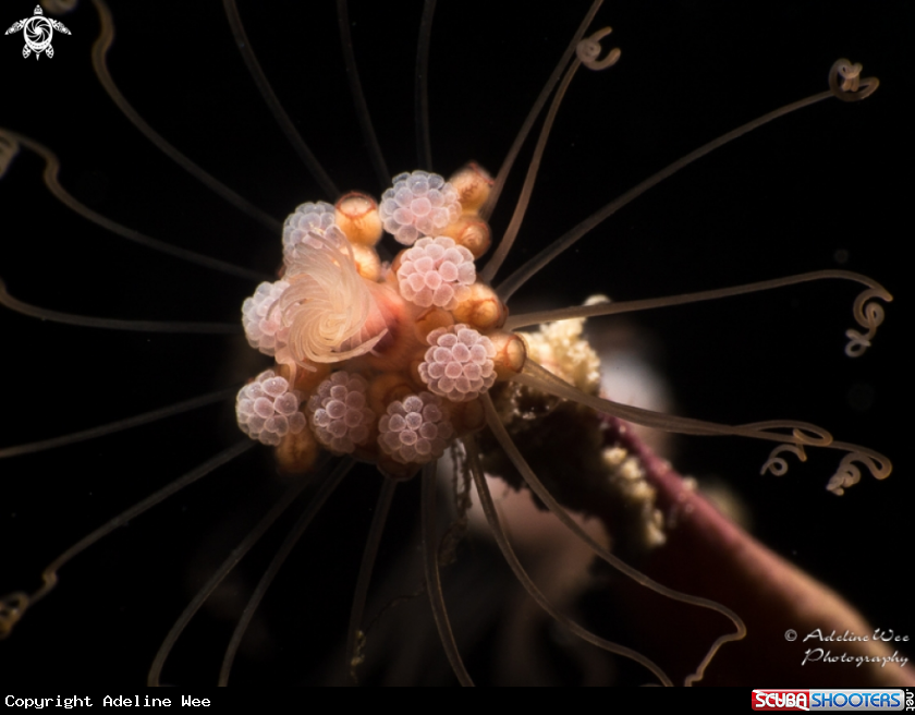 A Hydroid