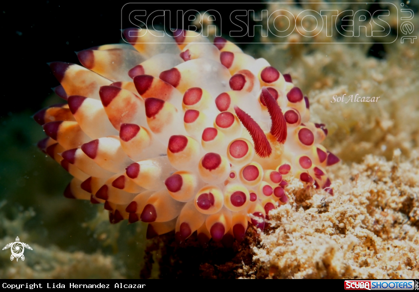 A underwater creature