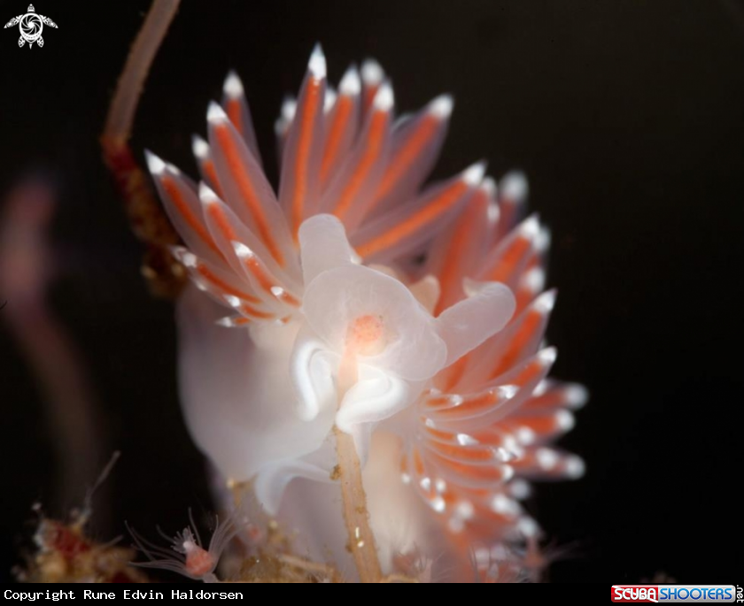 A Flabellina SP