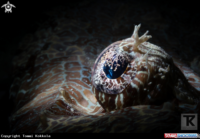 A Crocodile fish