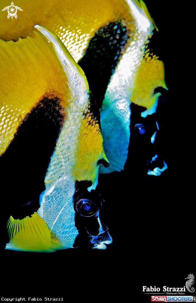 A Butterfly fish