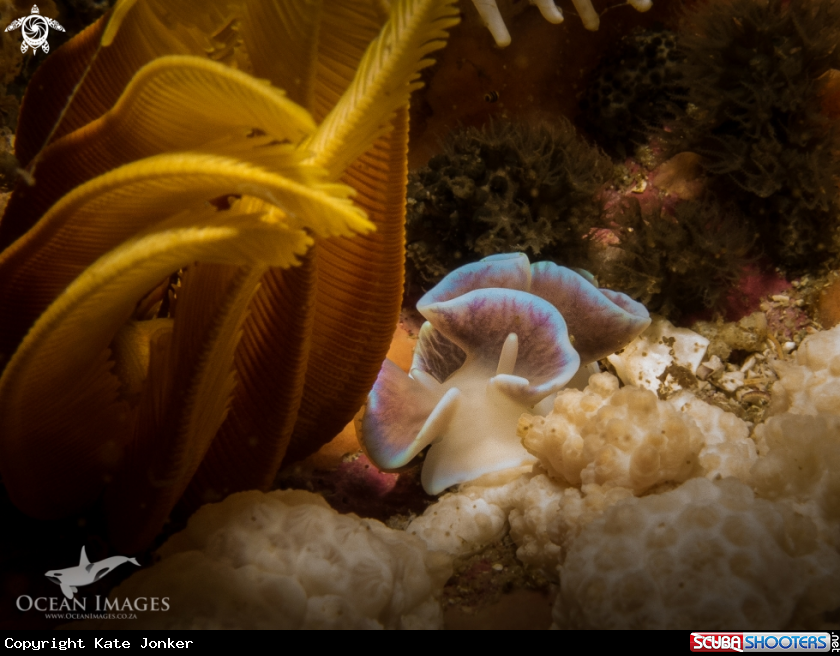 A Frilled Nudibranch