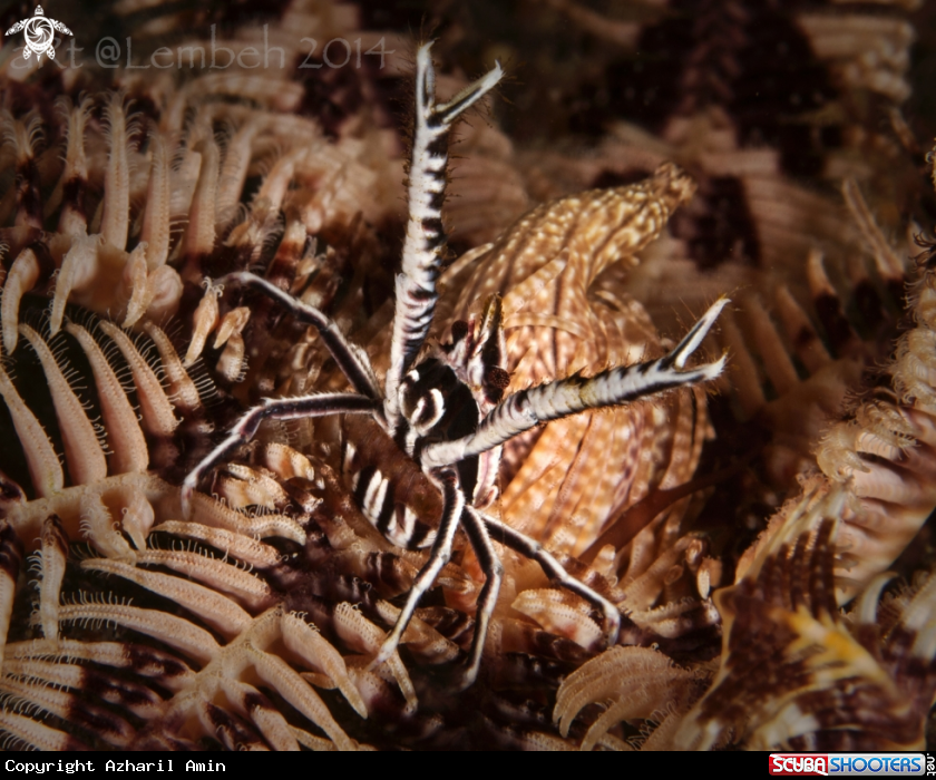 A crinoid lobster
