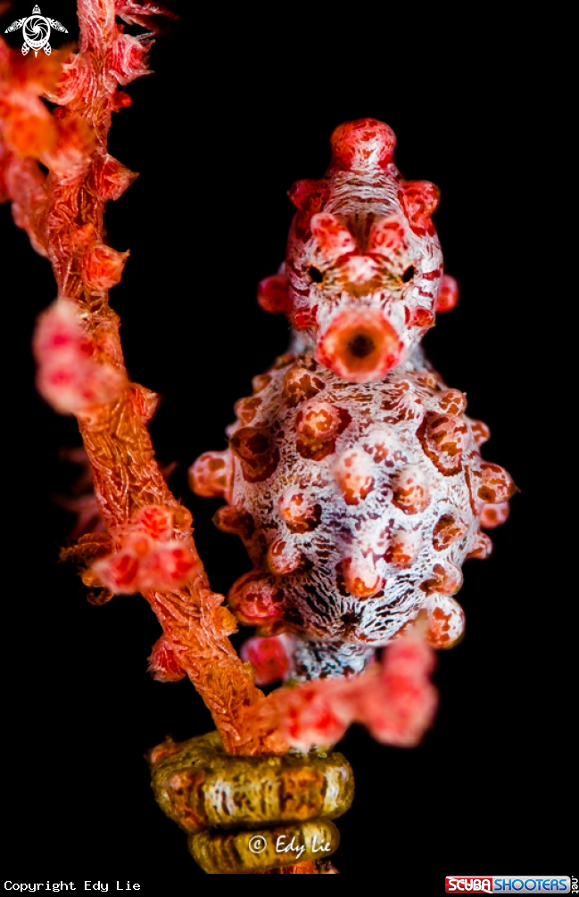 A Hippocampus Bargibanti