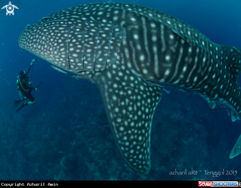 A Whale Shark