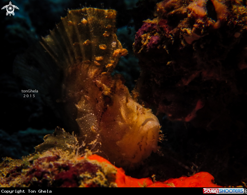 A Leaf Scorpionfish