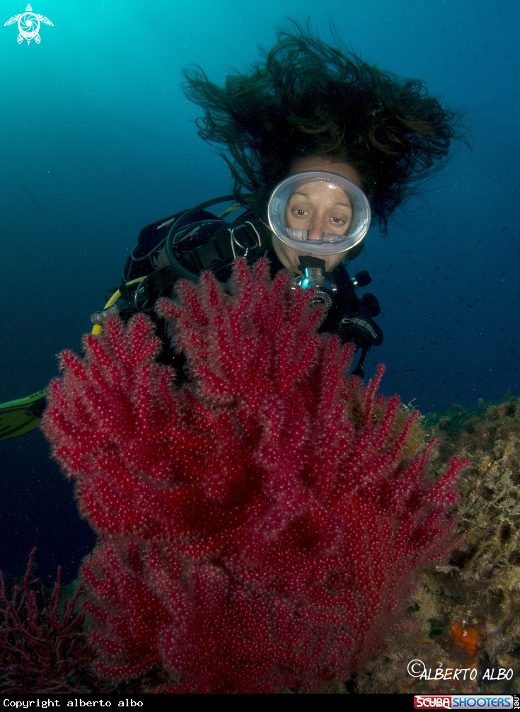A GORGONIA ROJA