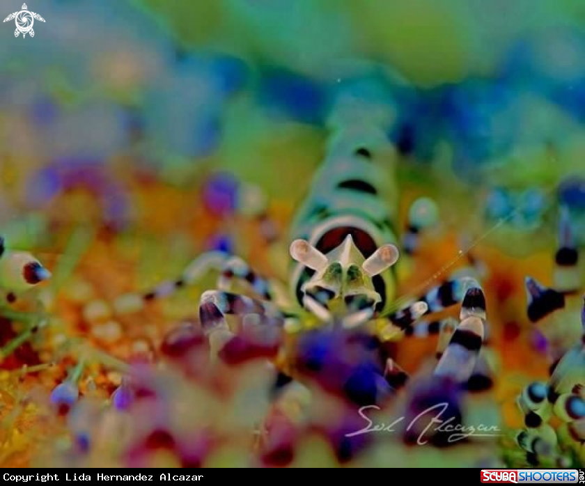 A Coleman Shrimp
