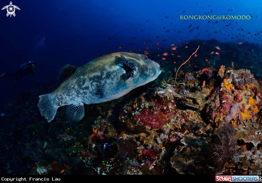 A Puffer