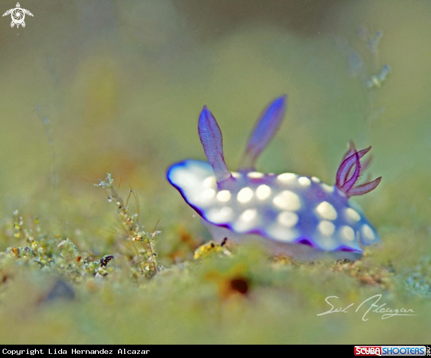 A Nudibranch