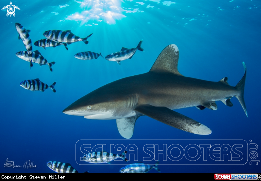 A White Tip