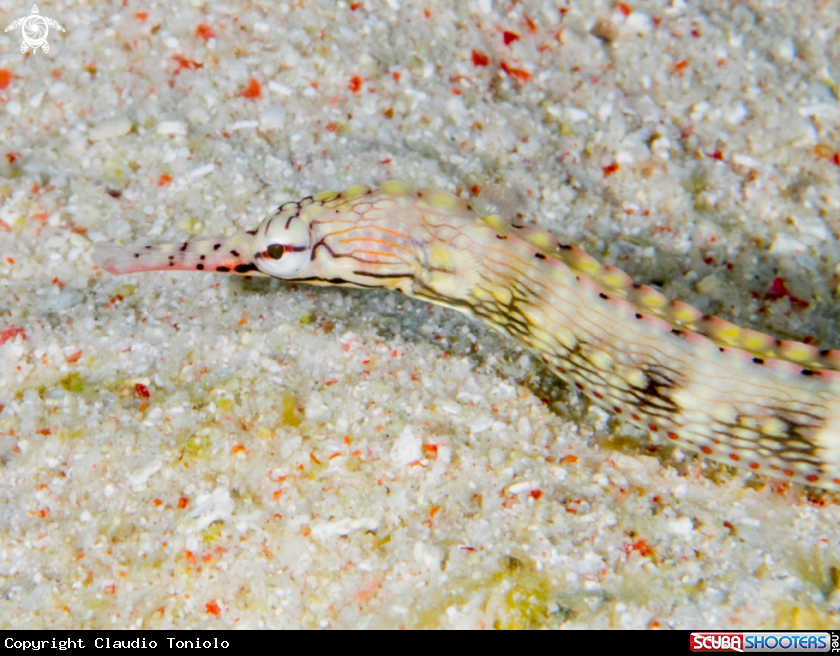 A Corythoichthys Haematopterus