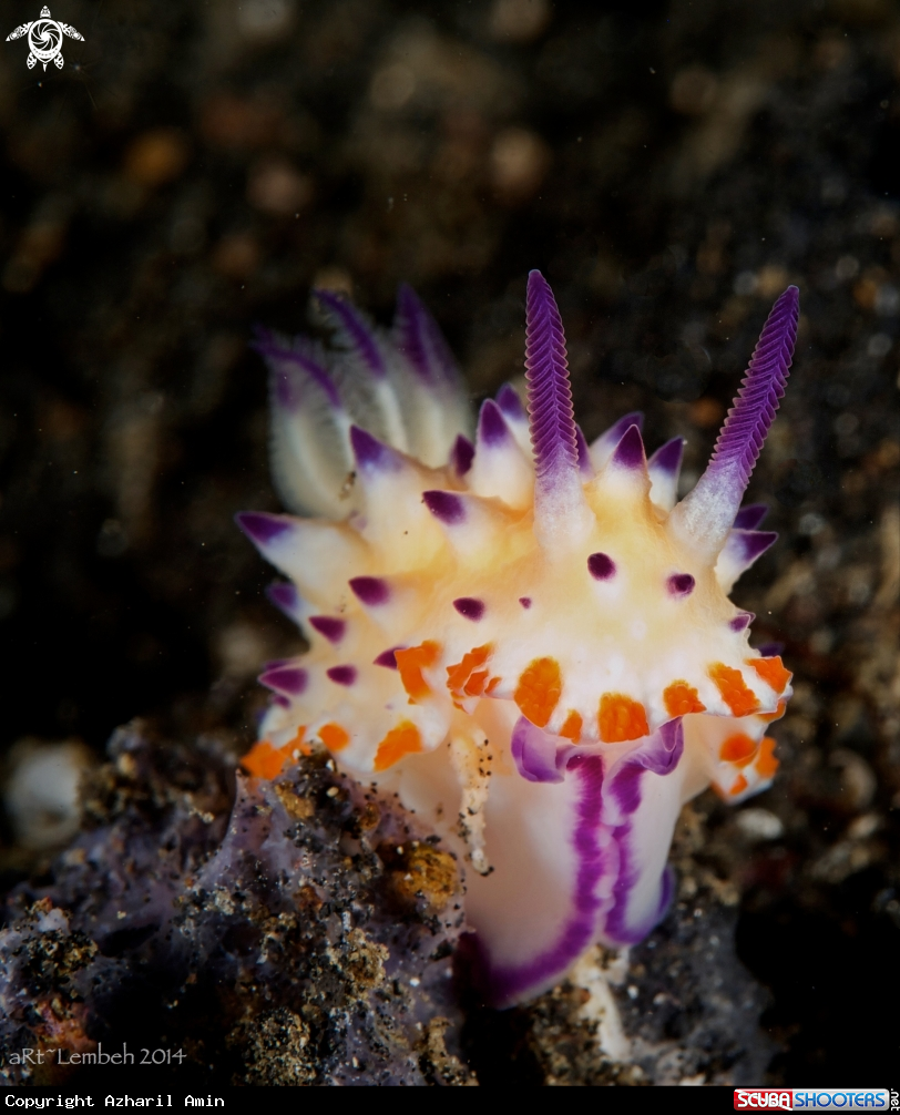 A Nudibranch
