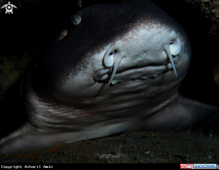 A nurse shark