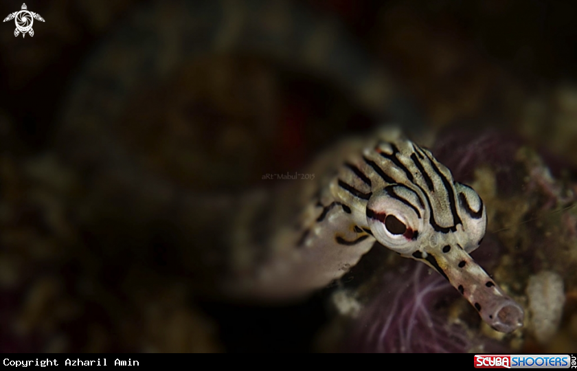 A pipefish
