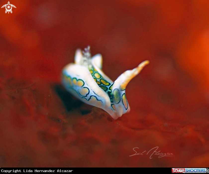 A Psychedelic Batwing Slug